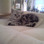 Bella mit ca. 7 Wochen