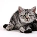 Bartholomea- 11 Wochen