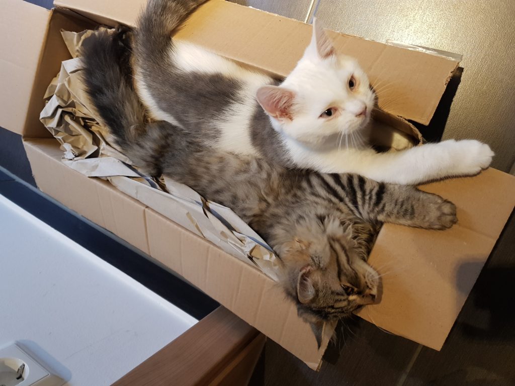 Dzuiliano und Django